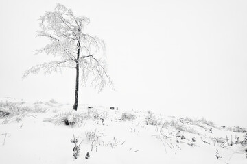 Lonely beech tree in winter landscape