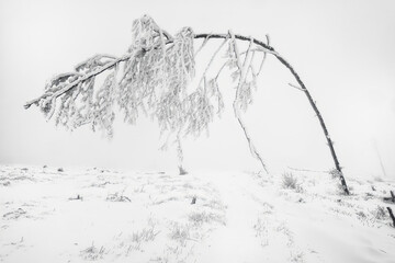 Lonely beech tree in winter landscape