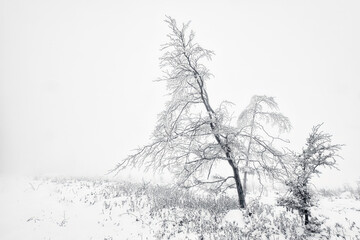 Lonely beech tree in winter landscape