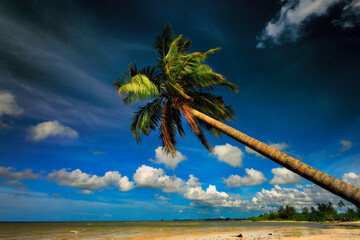 Palm tree on the beach with sky