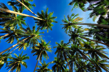 View of the tops of palm trees with large leaves