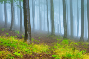 Summer forest with fog in the background