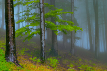 Summer forest with fog in the background