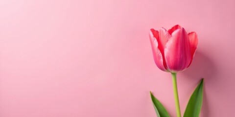 A Single Pink Tulip on a Soft Pink Background, a Delicate Floral Image Perfect for Springtime Designs and Feminine Themes