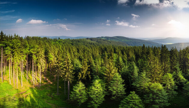 beautiful green coniferous forest european nature novohradske hory czech republic