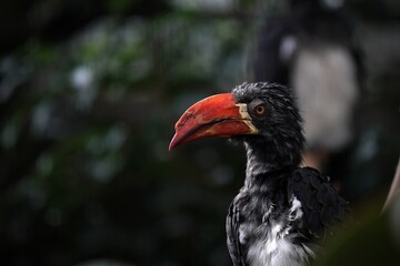 自然背景のカンムリコサイチョウの横顔