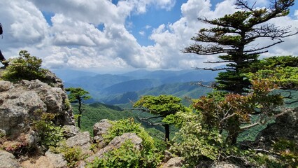 Fototapeta premium pine tree on the mountain