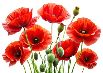 Fototapeta premium Poppy Flower Images, Red Poppy Isolated, White Background Poppy, Blooming Poppy Closeup, Field Poppy Photography