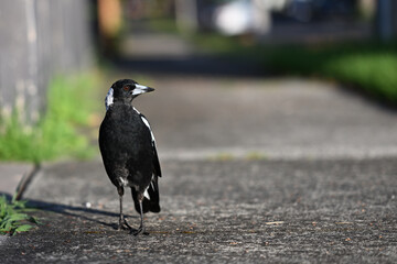 Australian magpie walking along a paved footpath in the suburbs with its head turned to the side