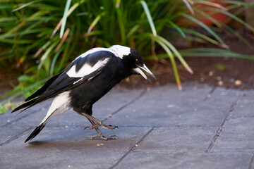 Side view of an Australian magpie mid-step in a small courtyard, the bird's beak open as it walks