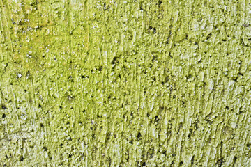 Green moss on cement floor, top view, close up.