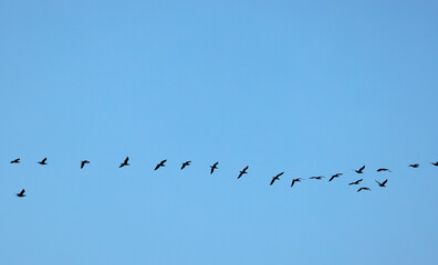 鳥の群れと空