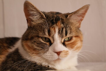Fototapeta premium portrait of a calico domestic cat 
