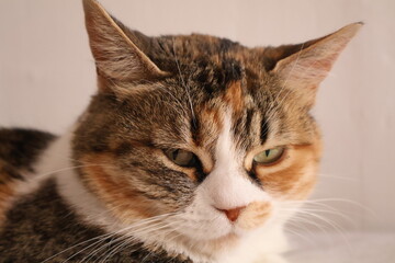 close up portrait of a calico cat