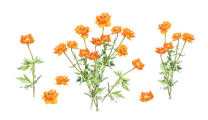 Set with watercolor frying flowers Trollius isolated on white background. Yellow orange summer wildflower. Herbs for aromatherapy and bouquet. Botanical clipart for spa sticker or wallpaper wrapping