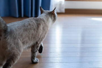 室内を歩く猫の後ろ姿　シャムトラ猫