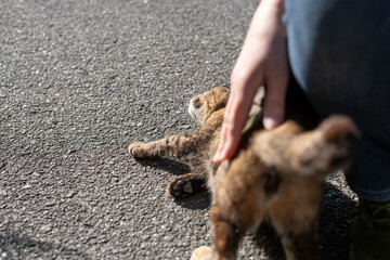 可愛い野良猫を撫でる人