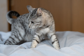 ベッドの上で見つめる可愛い猫　サバトラ猫