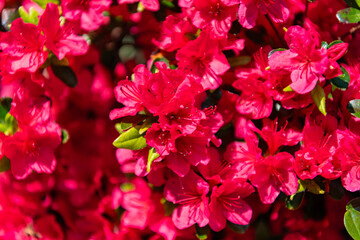 Flowering nature closeup. Macro of flowering azalea plant. Exotic flower. Natural flower plant. Flora nature. Bright blooming azalea flower in nature. Azalea flower. Fragrant blossoms