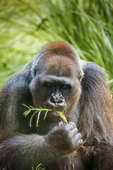 A Western lowland gorilla is eating a leaf