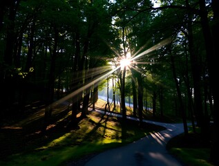 Obraz premium Sun Rays Forest Path Landscape Photography