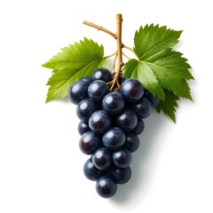 Fototapeta premium black grapes fresh fruit and white background 