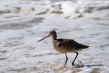 Marbled Godwit at Crystal Cove State Park 