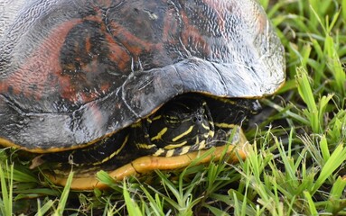 turtle on grass