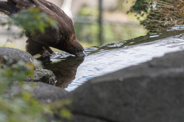 水場で水を飲むカッコいいタカ
