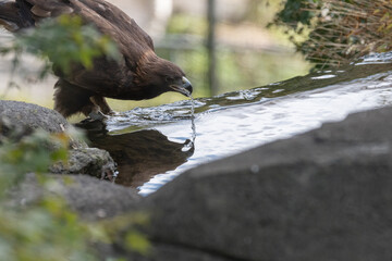 水場で水を飲むカッコいいタカ