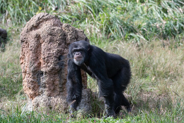 枝をくわえて歩くチンパンジー