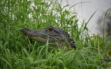 alligator in the swamp