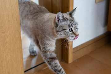 狭いドアのすき間を通る猫　シャムトラ猫