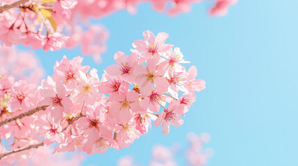 Obraz premium Blossoming pink flowers against clear blue sky