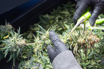 Worker trimming fresh cannabis buds by hand wearing gloves.