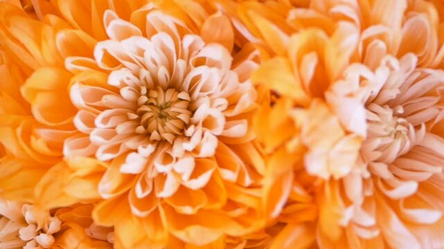 Vibrant Orange Chrysanthemums are currently in Full Bloom, showcasing beauty