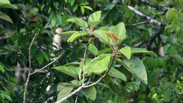Boreal Migrant Scarlet Tanager bird in Tropical rainforest jungle
