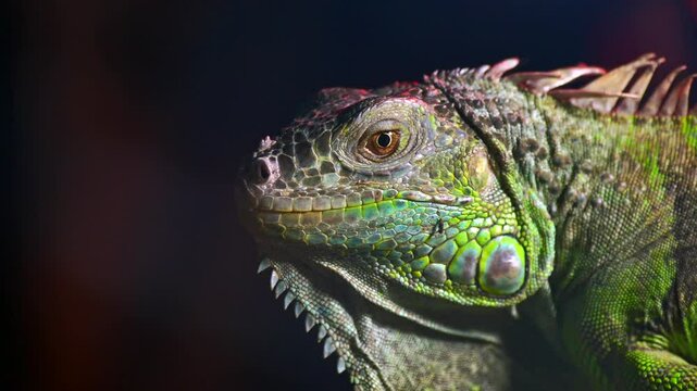 Stunning close-up of an iguana showcasing vibrant colors and intricate textures