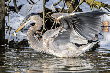 great blue heron with fish in mouth