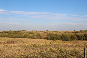 field of wheat