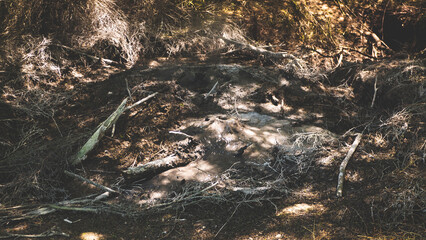 Obraz premium Thermal activity lakes steam bubbles rotorua new zealand gas mud pots