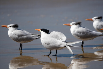 Obraz premium Royal Tern at Crystal Cove State Park