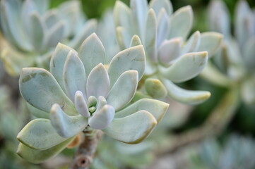 A close-up of Pachyphytum, showcasing its thick, fleshy leaves arranged in elongated rosettes. The...