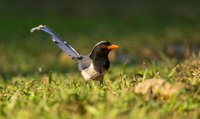 A Red-billed Blue Magpie on the grass.
