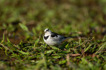A White Wagtail on the ground.