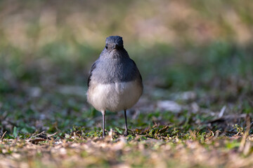 One Oriental Magpie-Robin in the grass. Looking at the camera.