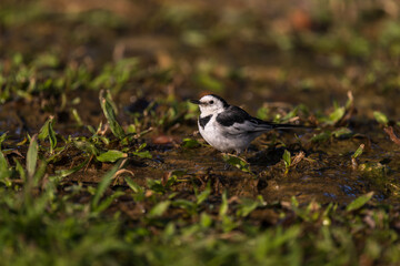 A White Wagtail on the ground.