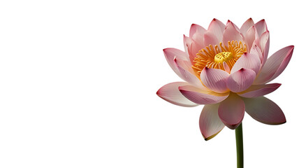 Obraz premium A beautiful pink and white lotus flower, also known as Nelumbo nucifera, with a yellow central core and a green stem, isolated on a white background.