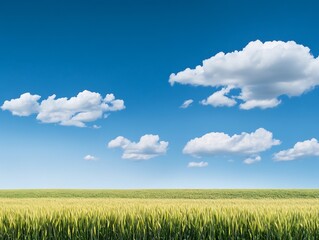 Obraz premium Serene summer wheat field basks under vibrant blue sky dotted with fluffy clouds. AI Generated