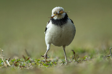 A black-collared starling carrying weeds in its mouth on the grass. Blurred background.